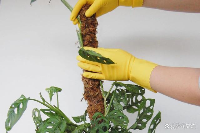 水苔养花的5大作用，可以大大提高养花技巧，赶紧学起来