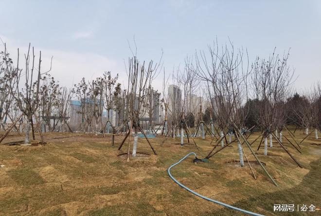 不同地区选择植树的苗木品种有哪些
