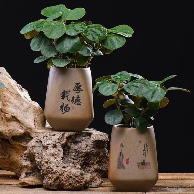 最有“佛缘”的植物，栽种在家中有着极好的兆头，更能修身养性