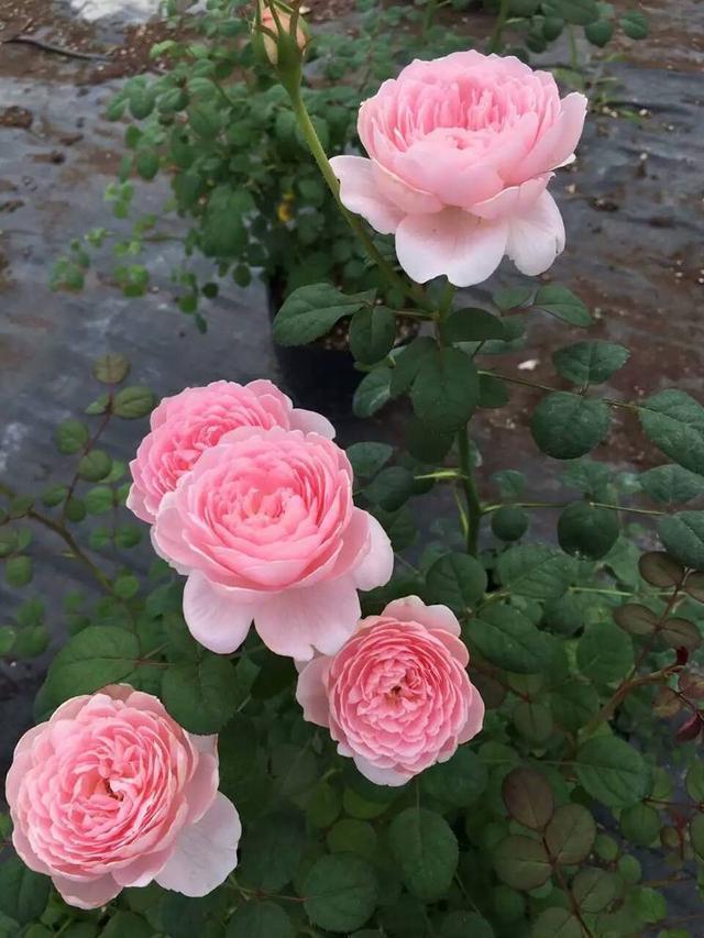 瑞典女王—月季界的颜值担当，又仙又美，皮实好养活，值得收藏