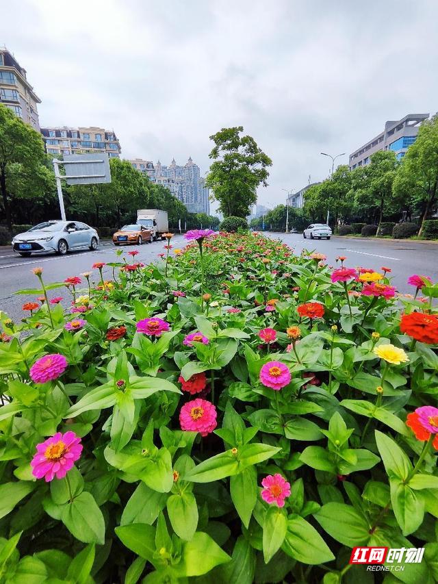 花在城中，人在景中 湘潭园林低成本打造高颜值绿化景观