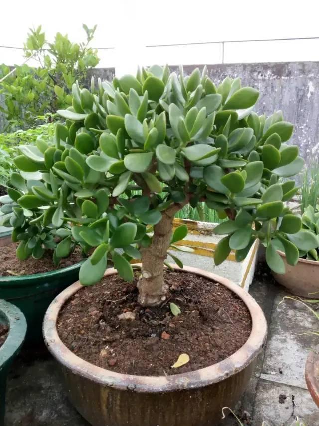 夏天多雨水，这5种花快搬出去，淋淋雨更健康