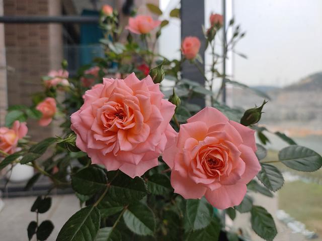 植物界的6种“花美人”，谁看了都喜欢，容易养“上瘾”