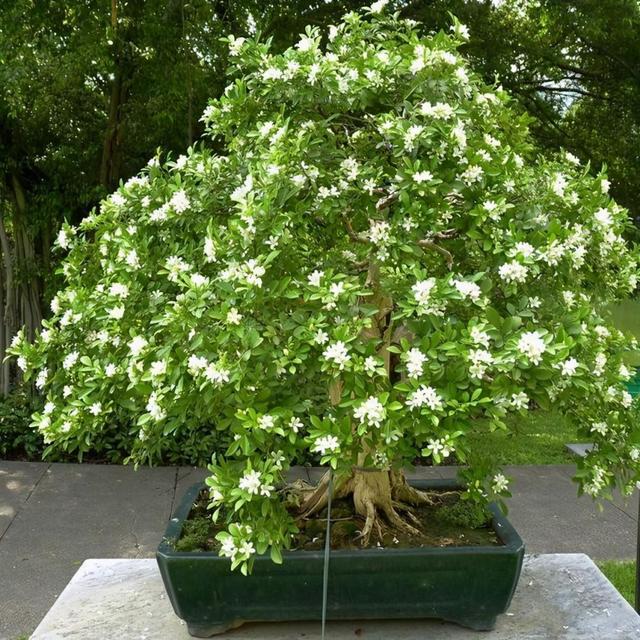 家里有院子，种几株九里香，花香浓郁，让人心情愉悦