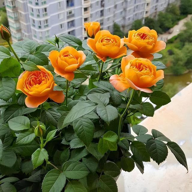 10月以后，是这3种花卉的扦插旺季，环境适宜生根快速，赶紧动手