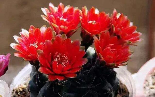 生活中，养花会带来什么好处呢？爱花的你一定要知道