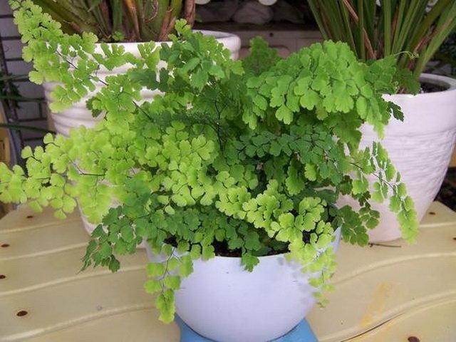 2种花天生怕晒“太阳”，再喜欢也别晒，否则叶黄、不开花
