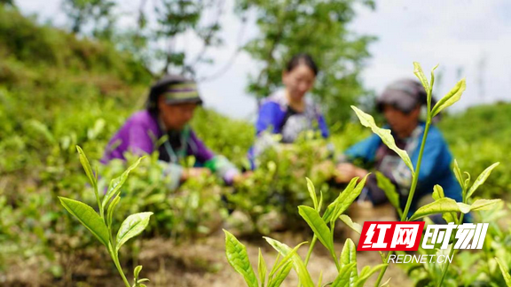 古丈：小小“扶贫叶”长成乡村振兴“致富树”