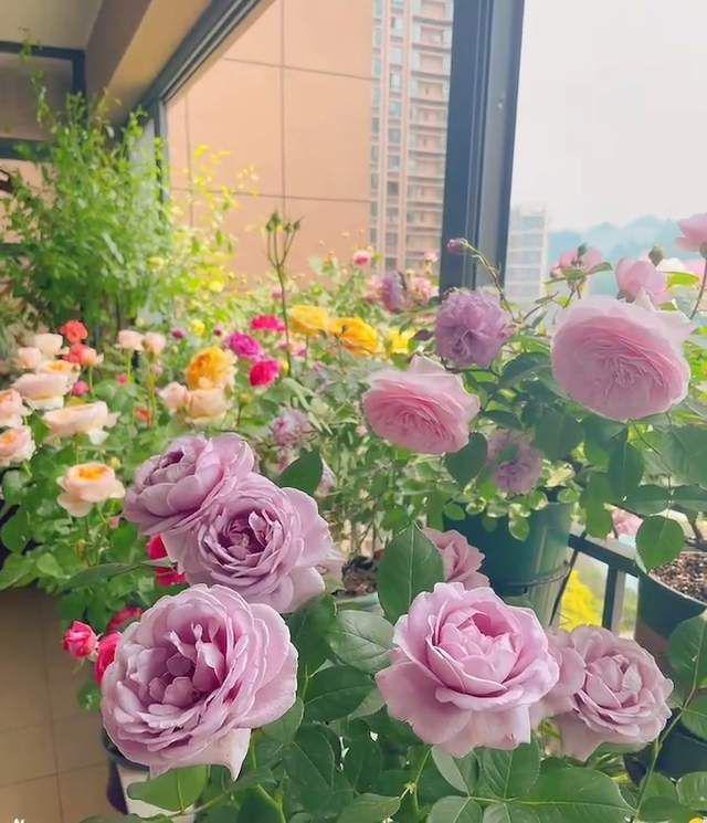 7种漂亮花，越热越“出彩”，6、7月养花首选，适合新手
