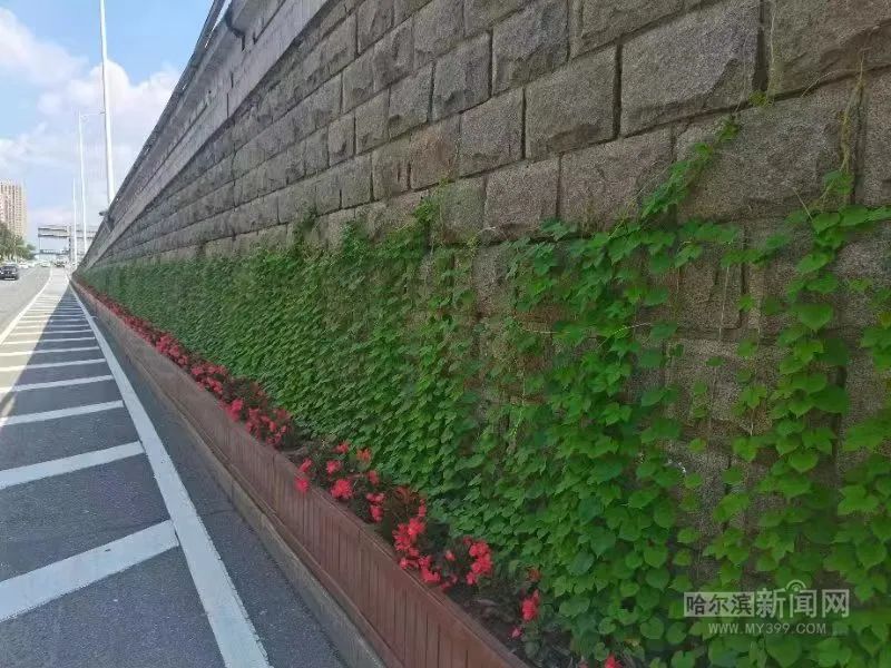建筑披“彩衣” 城市添“新绿”