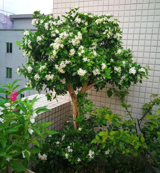 只因花香太浓，很多花友不敢养在室内，只能栽种在庭院里