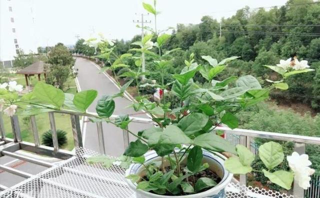 32种花养护大全，新手也能学的会，一年花开好几茬！
