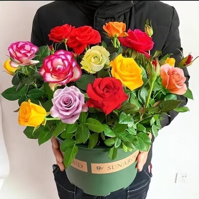 可以盆栽的玫瑰，一树10色，花色绚丽如彩虹，香味浓郁，还很好养