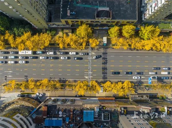 虹口区再添一条绿化特色道路
