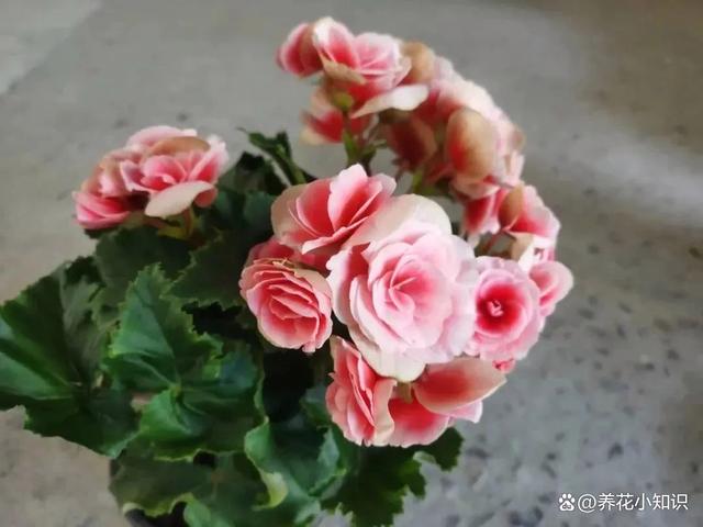 养花养不好的原因，可能就藏在这些小细节里！