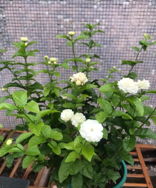 茉莉花界的“男神”，花径4厘米，浓香，多季节开花，你值得拥有