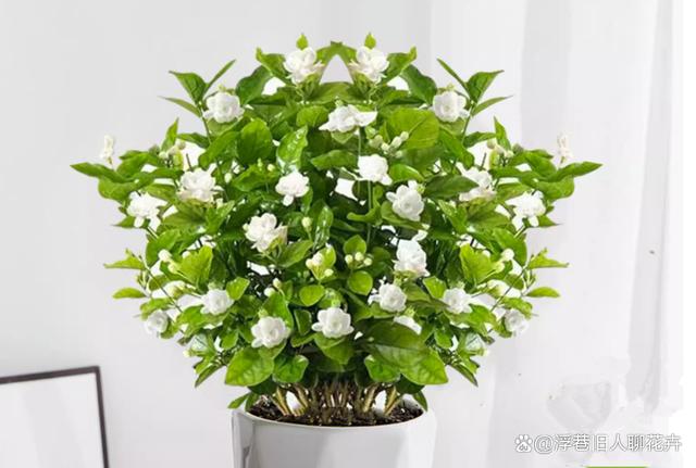 三伏天茉莉花养护，4件事情做起来，伏天花朵蹭蹭开