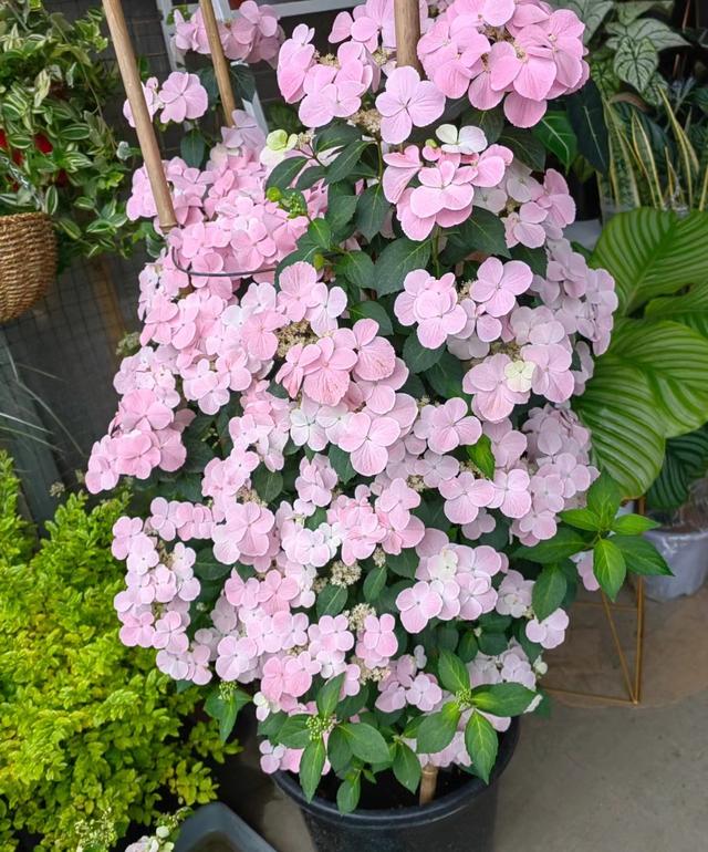 以“新娘”为名的绣球花，美丽动人，丰花勤花，易栽培，深受好评