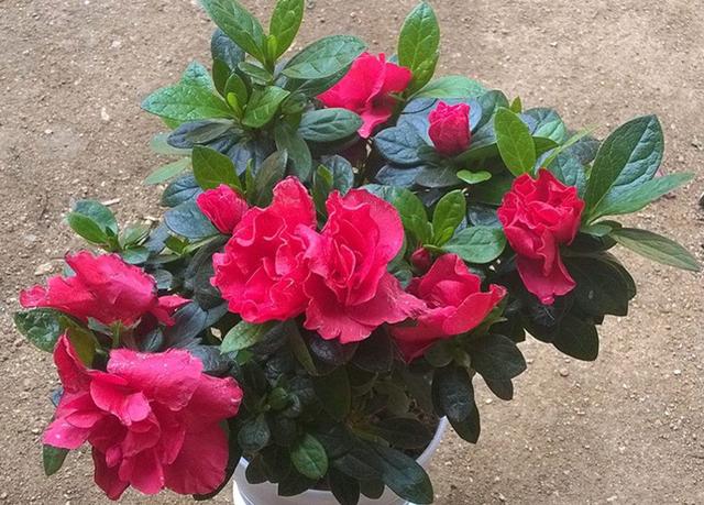 杜鹃花掉叶的原因