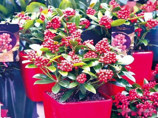 6种“娇贵花”，买之前要做好预算，不过再贵，入手一盆也不亏