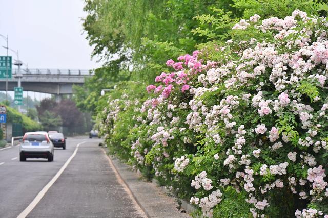 “现在能赏花的公园太多了”！北京满城鲜花是怎么来的？