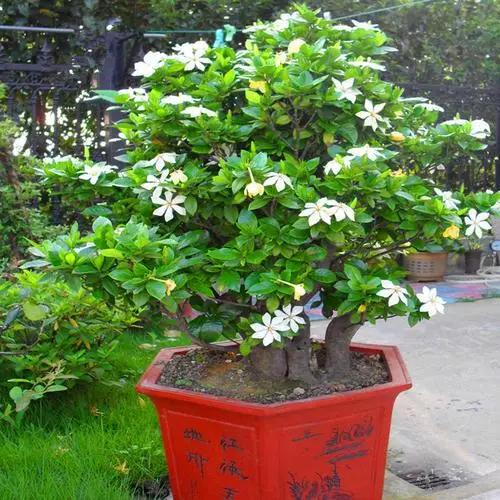 浇花时，巧用“3种水”，枝叶油光发亮，花朵鲜艳更旺盛