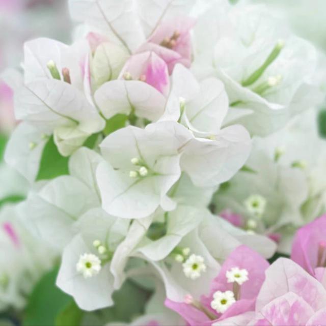 三角梅怎么催花？花后怎么修剪？花量太少要这样处理
