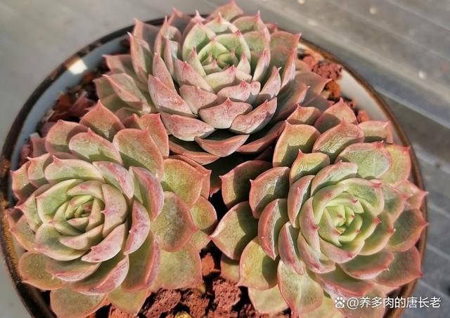 多肉昂斯诺度夏难吗？夏天应该怎么养？只花3分钟就让你了解清楚