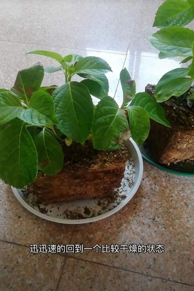 延长花期？花朵打蔫？花后修剪？绣球花期管理全攻略来了！