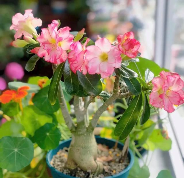 养这5种花“狠狠虐”，个个喜欢住小盆，花盆越大越不开花！