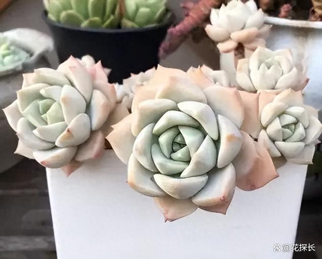 这4种“懒人花”，怎么捣腾都不死，最适合新手养！