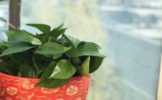 32种花养护大全，新手也能学的会，一年花开好几茬！
