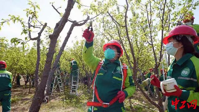 北京市园林绿化行业职工职业技能培训暨第四届树木修剪“金剪子”复赛举行