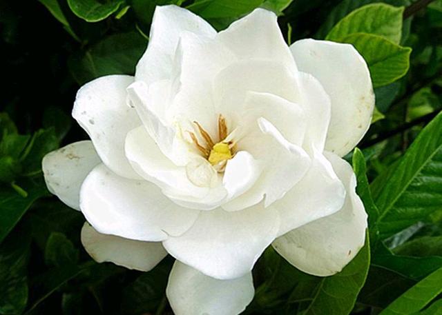 栀子花的浇水方法