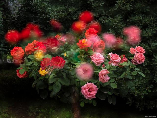 绣球花如何扦插才能健康成活呢？