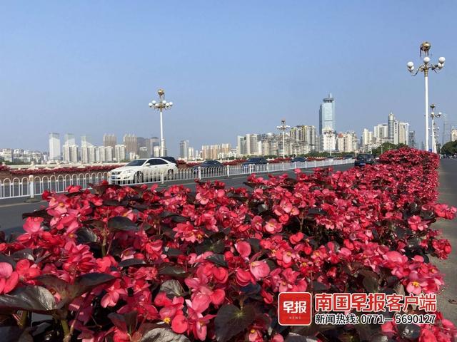 在南宁的绿化带里找春天，“这才是春天的样子”！