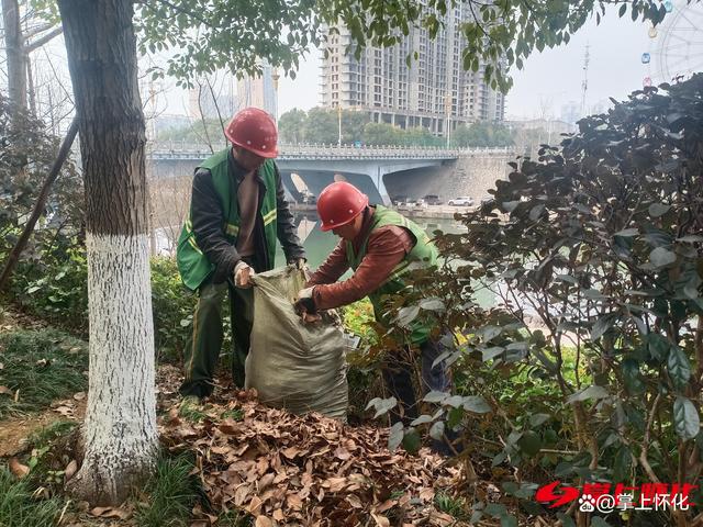 怀化城区：“地毯式”清理枯枝败叶 改善绿化带环境卫生