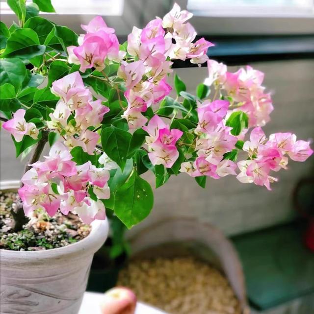 三角梅怎么催花？花后怎么修剪？花量太少要这样处理