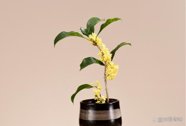 超好闻的“活香水”，家里养1盆，花香满屋，越闻越健康！
