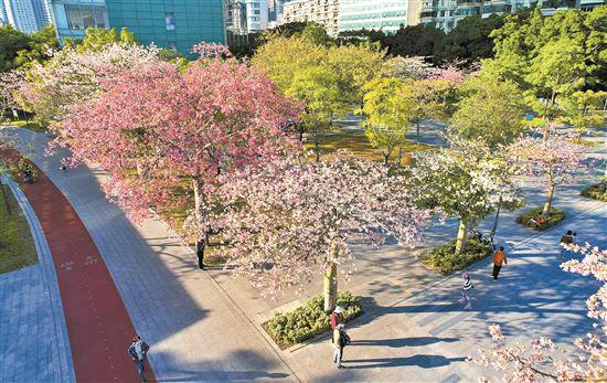 广州出台文件：行道树要冠大荫浓 林荫路要有特色