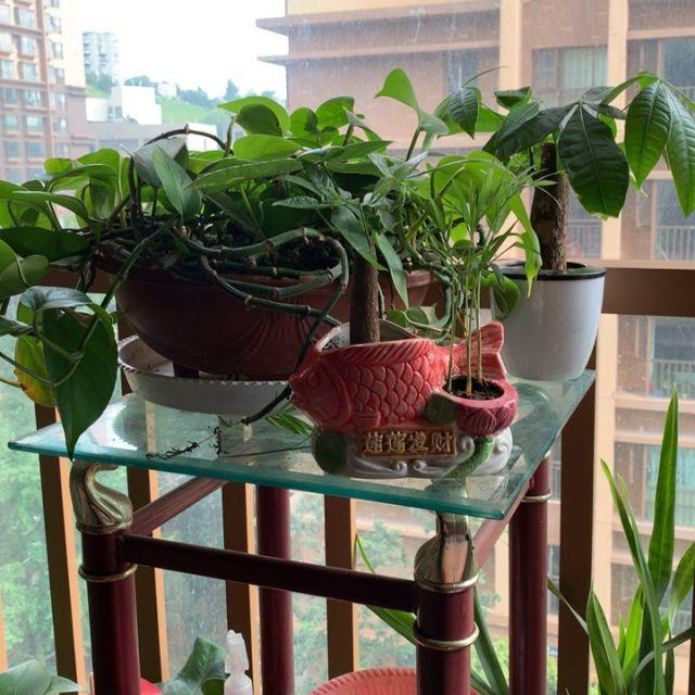 归纳了养花的10条养殖技巧，对栽培花卉有很大的帮助，在家轻松养
