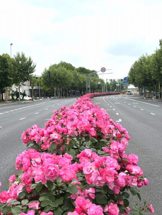 上海公园城市建设中的立体绿化，你知道哪些？