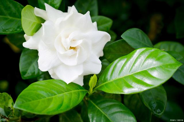 立秋后扦插5种漂亮花，沾土生根，插多少活多少