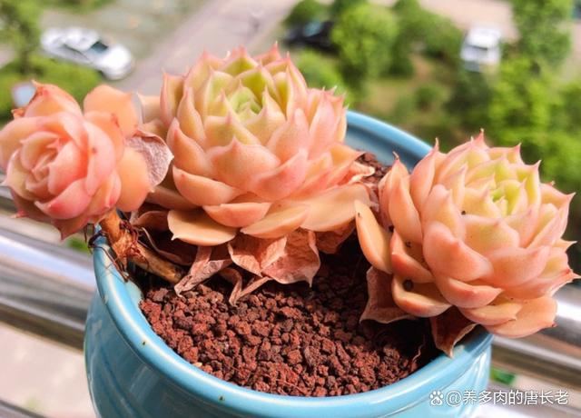 多肉昂斯诺度夏难吗？夏天应该怎么养？只花3分钟就让你了解清楚