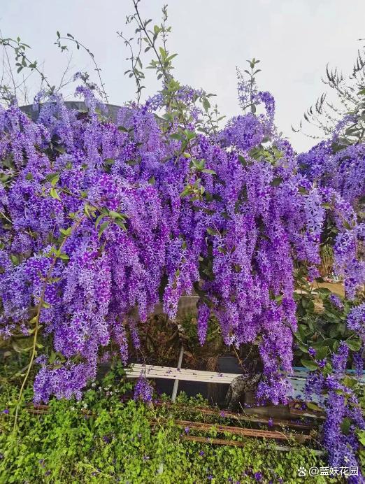 这6种花爬藤特别快，还很好养，夏天爬满架子很凉快