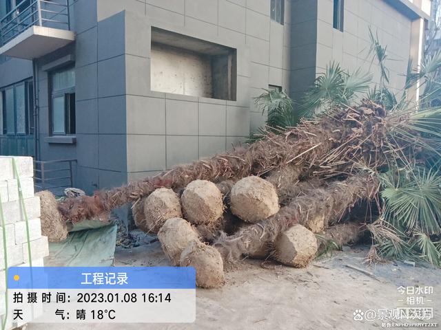 景观绿化工程影响苗木成活的主要因素有哪些？