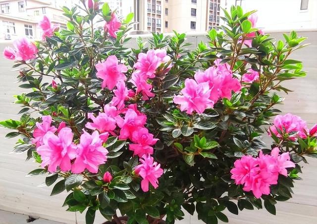 新手养杜鹃花，就选安酷杜鹃“康乃馨”，皮实好养，多季有花赏