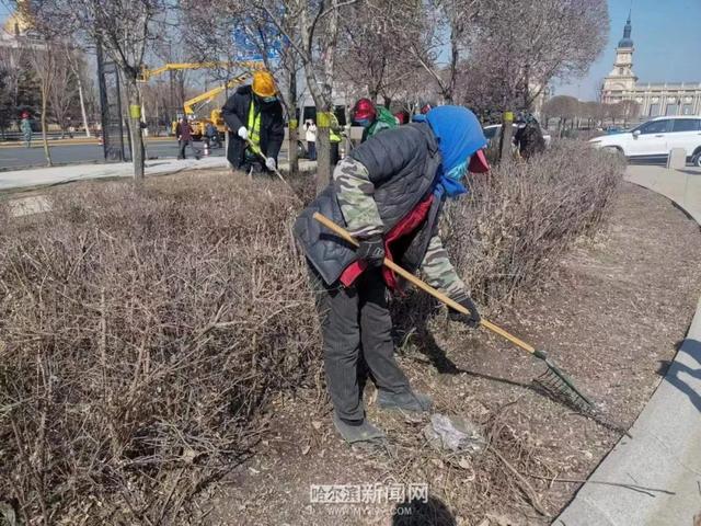哈市园林春整深入推进，已修剪树木19万株，清理绿地356万平方米