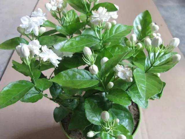4种耐热花，天热不要“断粮”，多浇一壶水，或许就能多开一茬花