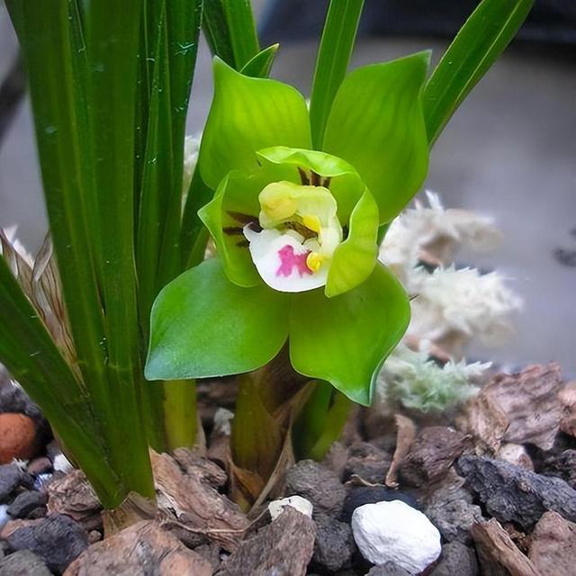 绿云兰花香味独特，气质优雅，还能提高居室格调和品位